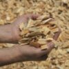 PULP WOOD CHIPS